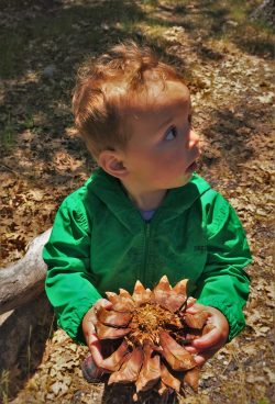 TinyMan with huge pinecone at Hetch Hetchy Yosemite National Park 1