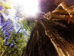 Roots growing over Mouth of Cenotes Dos Ojos Playa del Carmen Mexico 2