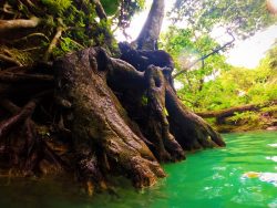 Tree roots At the Blue Hole St Anns Ocho Rios Jamaica 2