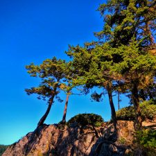 Trees-on-Cliffs-at-Deception-Pass-State-Park-Whidbey-Island-1-225x225.jpg