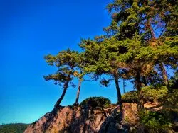 Trees on Cliffs at Deception Pass State Park Whidbey Island 1