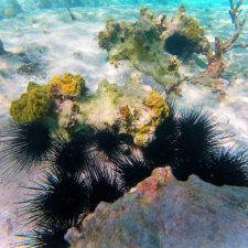 Tropical Reef and Sea Urchins Snorkeling in Akumal 1
