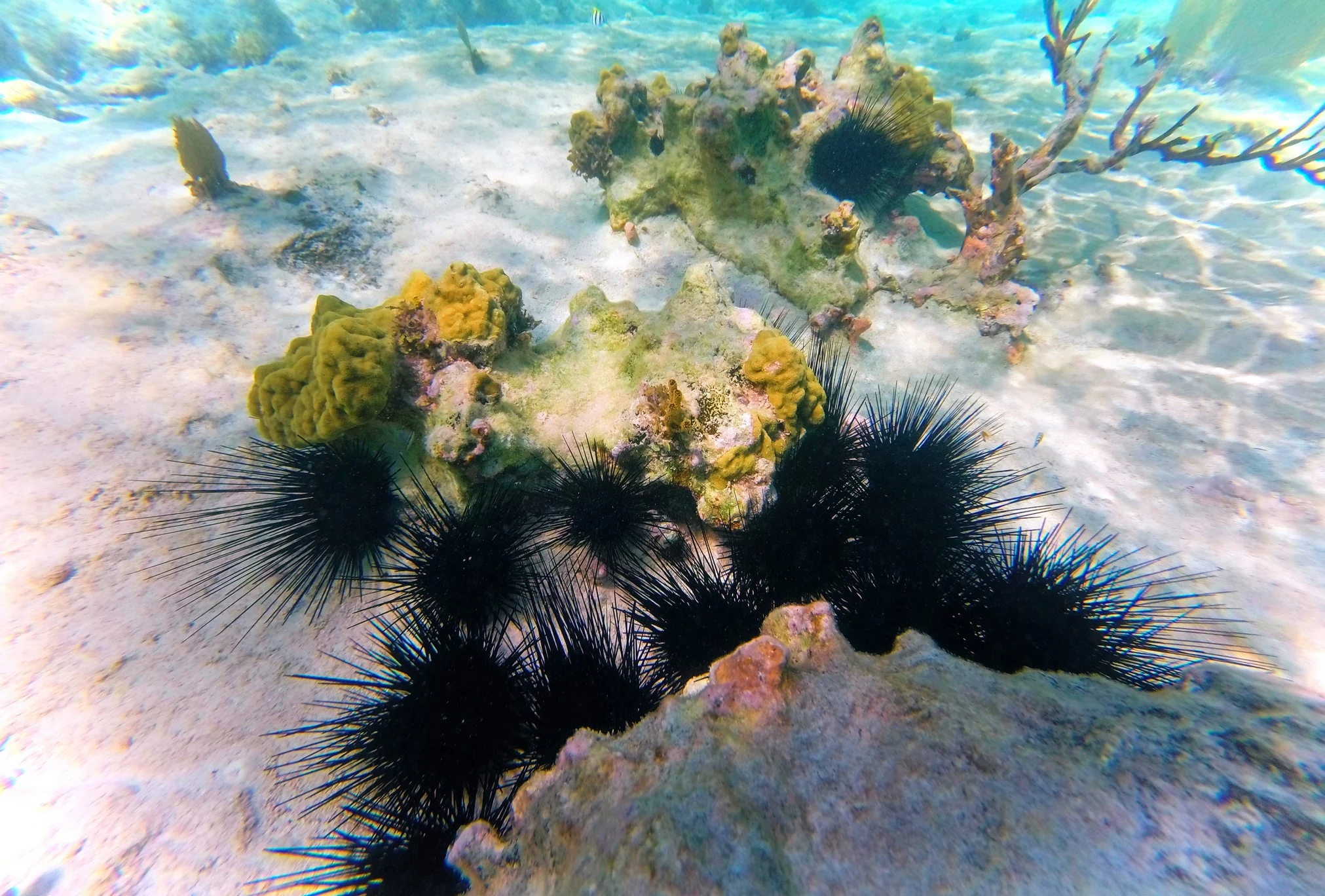 Tropical Reef and Sea Urchins Snorkeling in Akumal 1