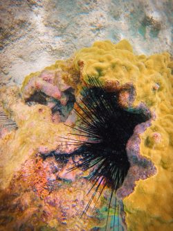 Tropical Reef and Sea Urchins Snorkeling in Akumal 2