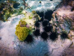 Tropical Reef and Sea Urchins Snorkeling in Akumal 3