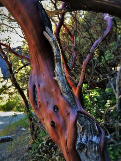 Weathered arboretus at Hetch Hetchy Yosemite National Park 1