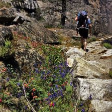 Wildflowers-on-Hiking-path-at-Hetch-Hetchy-Yosemite-National-Park-1-e1467567804927-225x225.jpg