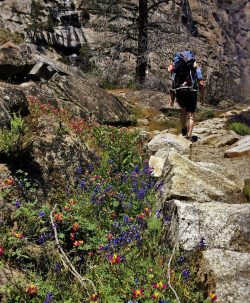 Wildflowers on Hiking path at Hetch Hetchy Yosemite National Park 1