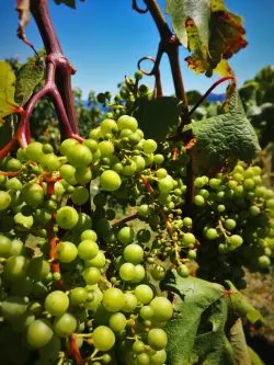 Wine Grapes at AniChe Cellars Underwood Columbia River Gorge 2