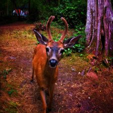 Young Deer Buck camping at Washington Park Anacortes 1