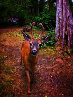 Young Deer Buck camping at Washington Park Anacortes 1