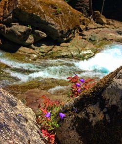 Clear water and colorful rocks and flowers at Silver Falls Mt Rainier National Park 1