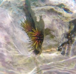 Sea Urchins while snorkeling in Labadee Haiti 1