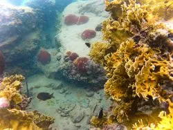 Reef while snorkeling in Labadee Haiti 1