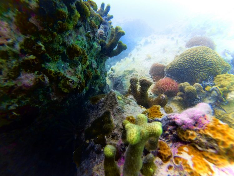 Reef While Snorkeling In Labadee Haiti 2 2TravelDads reef-while-snorkeling-in-labadee-haiti-2-2traveldads