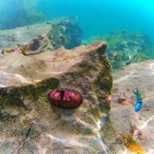 Coral-and-Fish-in-Labadee-3e-RT-225x225.jpg