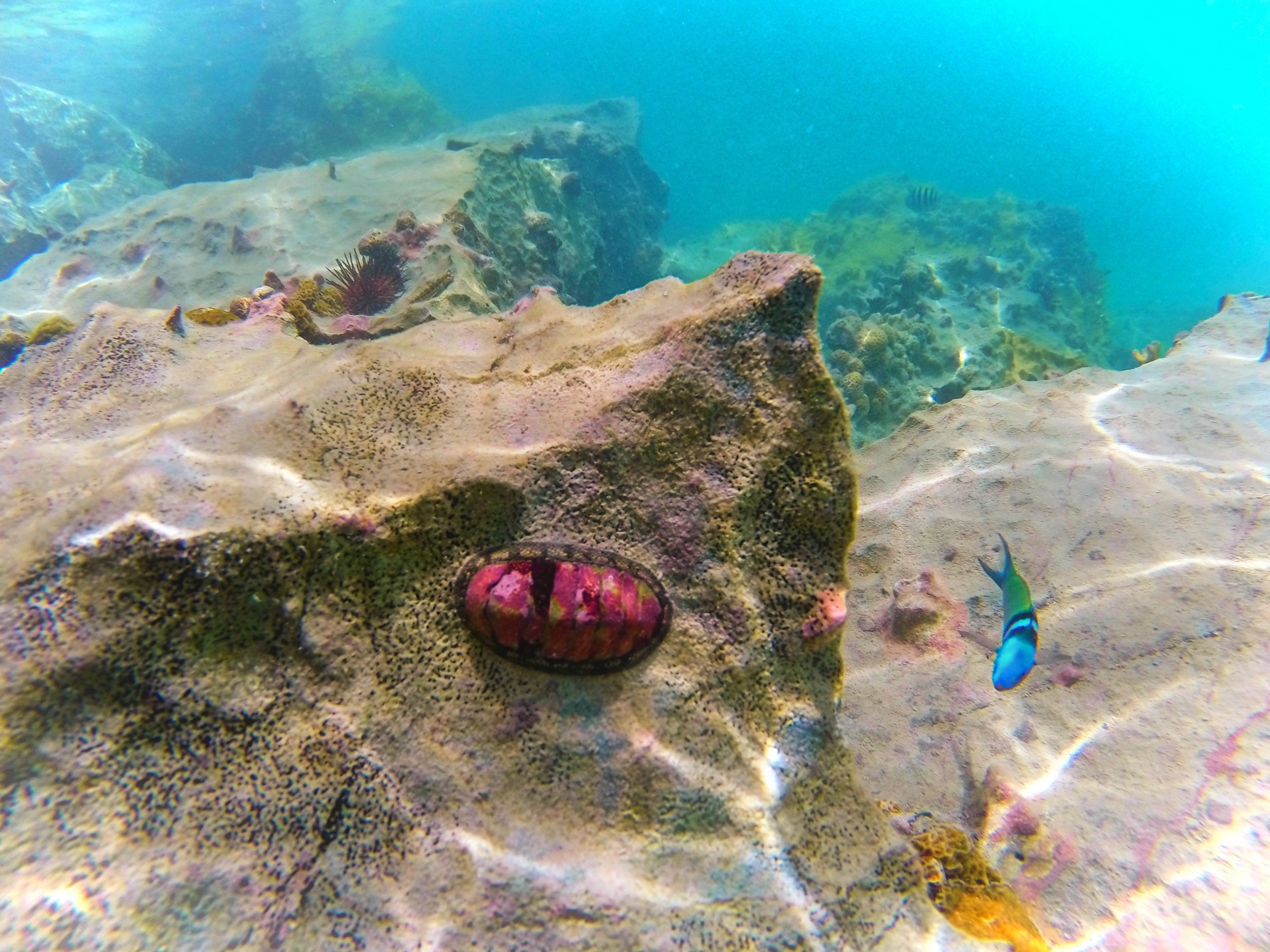 Tropical Reef while snorkeling in Labadee Haiti 2