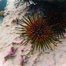 Sea Urchins while snorkeling in Labadee Haiti 2