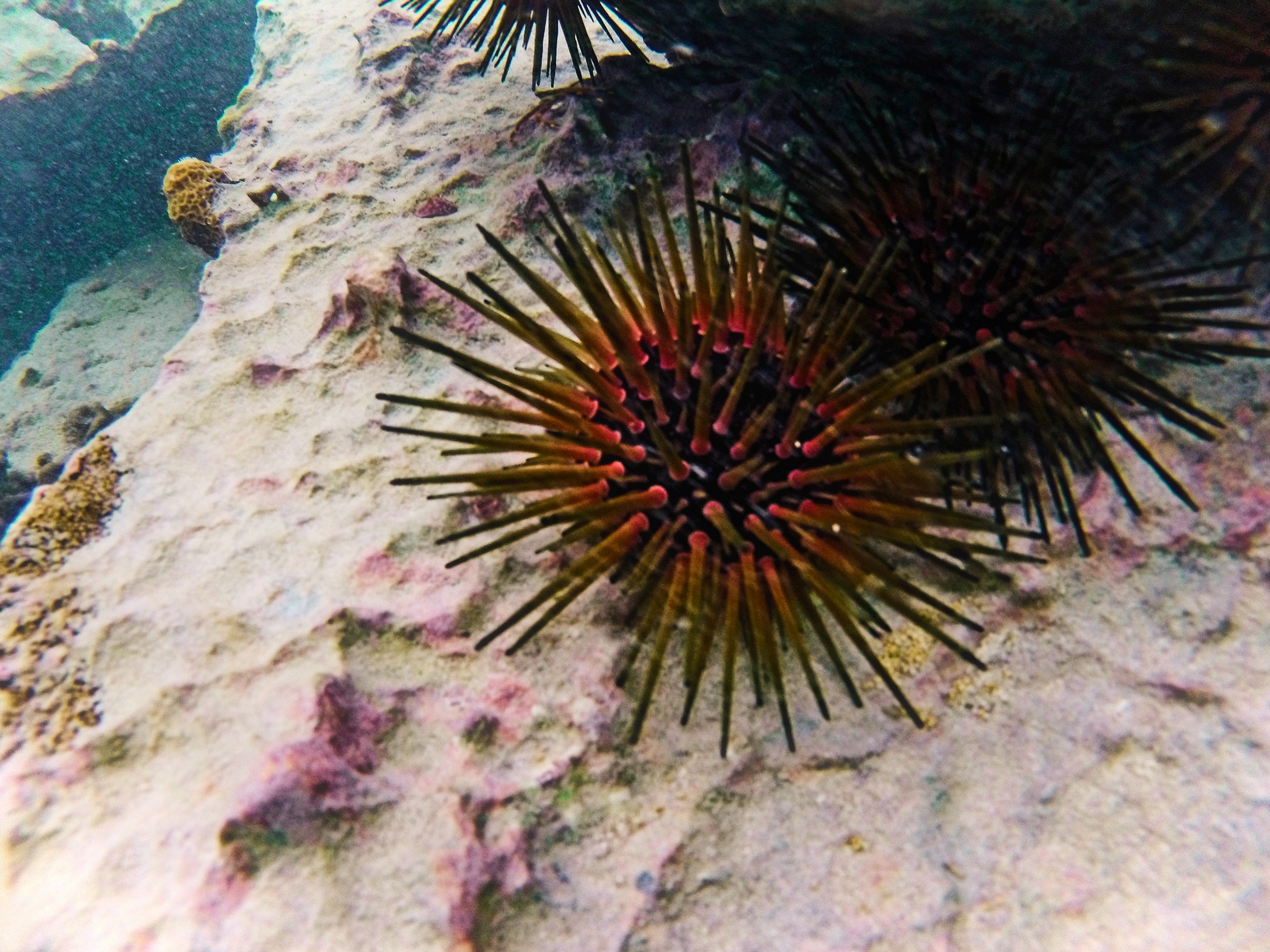 Sea Urchins while snorkeling in Labadee Haiti 2