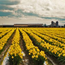 Daffodil-Fields-La-Connor-Skagit-Valley-1-225x225.jpg