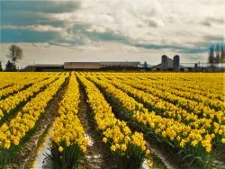 Daffodil Fields La Connor Skagit Valley 1