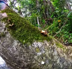 Jungle Plants while Floating the White River Ocho Rios Jamaica 1