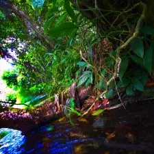 Jungle Plants while Floating the White River Ocho Rios Jamaica 2