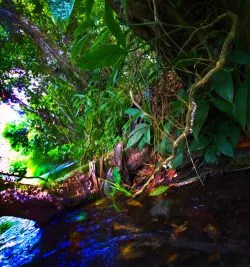 Jungle Plants while Floating the White River Ocho Rios Jamaica 2