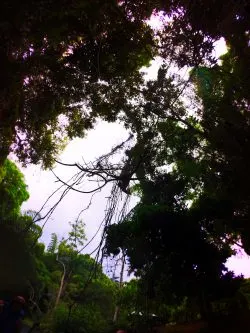 Jungle Plants while Floating the White River Ocho Rios Jamaica 3