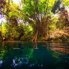 Jungle Plants while Floating the White River Ocho Rios Jamaica 4