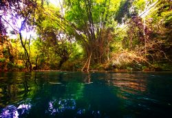 Jungle Plants while Floating the White River Ocho Rios Jamaica 4