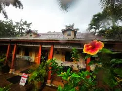 Hibiscus and Monsoon rain at Chukka Tour House Ocho Rios Jamaica 1