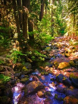 Mossy Creek on trail at Silver Falls Mt Rainier National Park 1