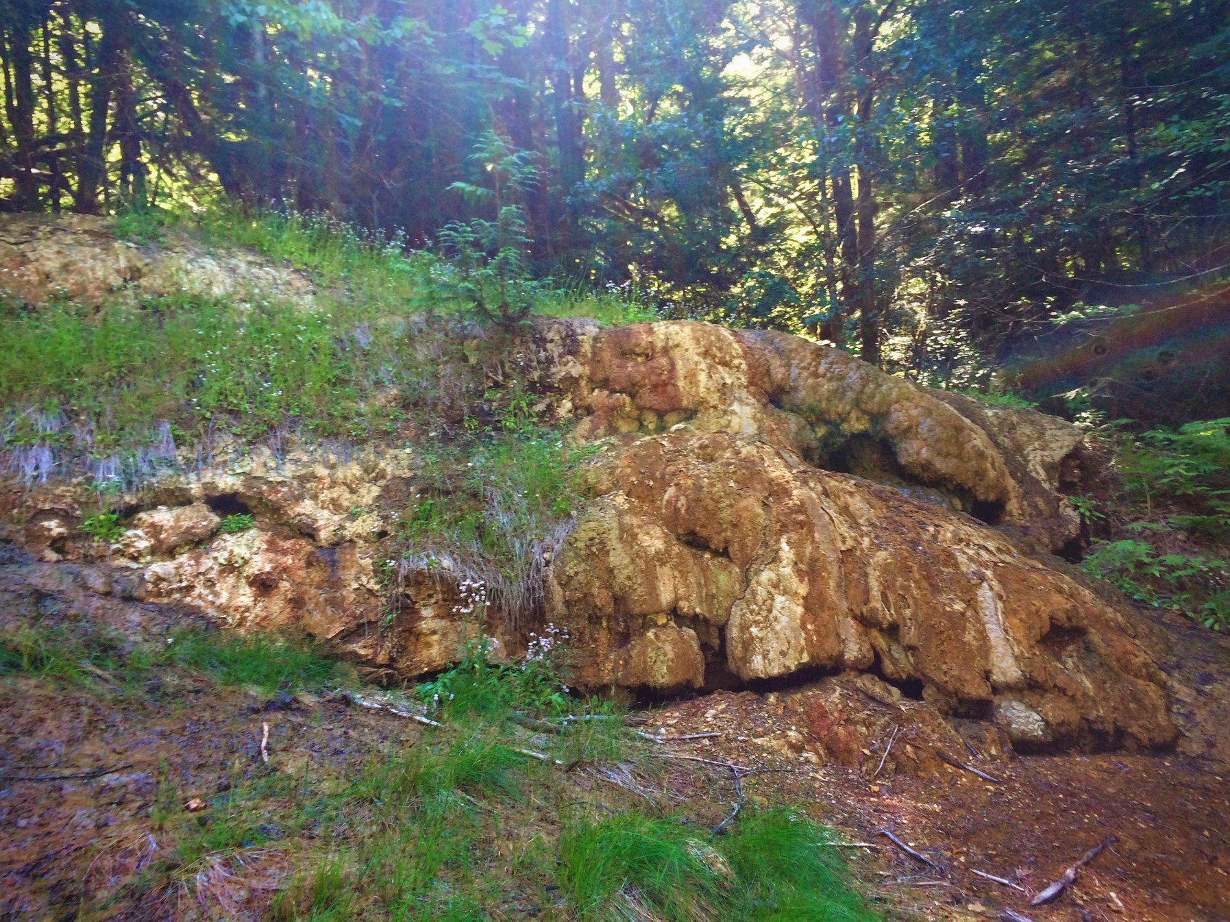 Ohanapecosh Hot Springs off trail at Silver Falls Mt ...