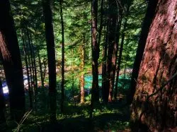 Ohanapecosh River from trail to Silver Falls Mt Rainier National Park 1