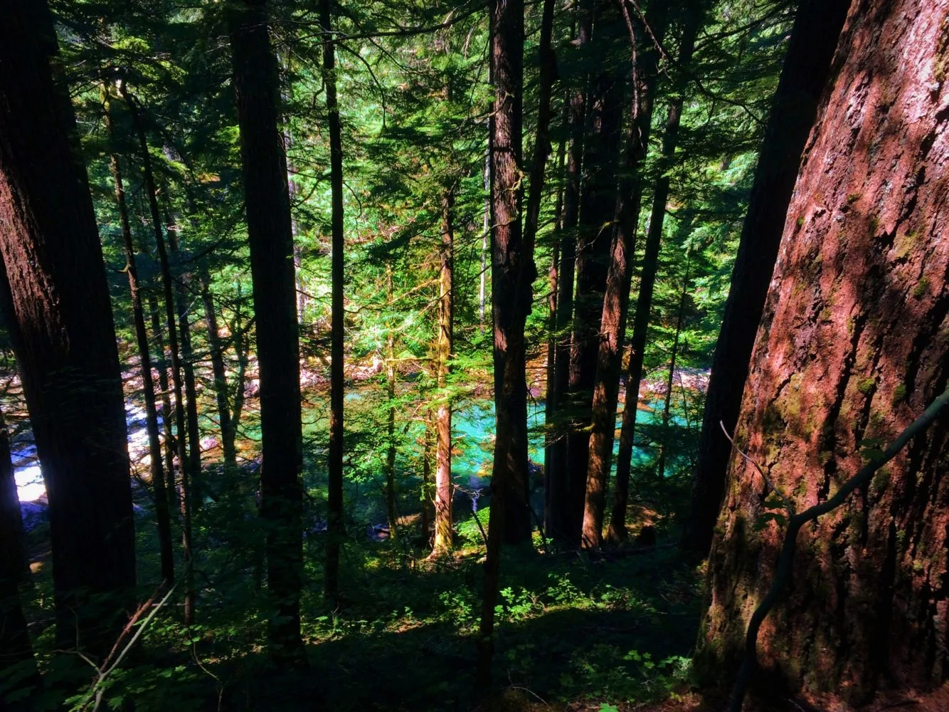 Ohanapecosh River from trail to Silver Falls Mt Rainier National Park 1