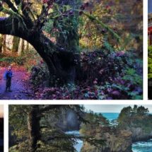 Seattle is a great starting point for a Puget Sound loop roadtrip showing you the best of the PNW! 2traveldads.com