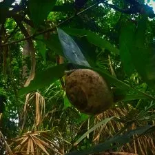 Snail on Tropical Plants and Monsoon rain at White River Ocho Rios Jamaica 1