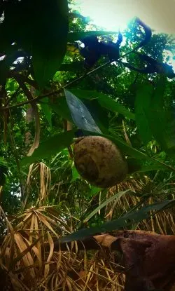 Snail on Tropical Plants and Monsoon rain at White River Ocho Rios Jamaica 1