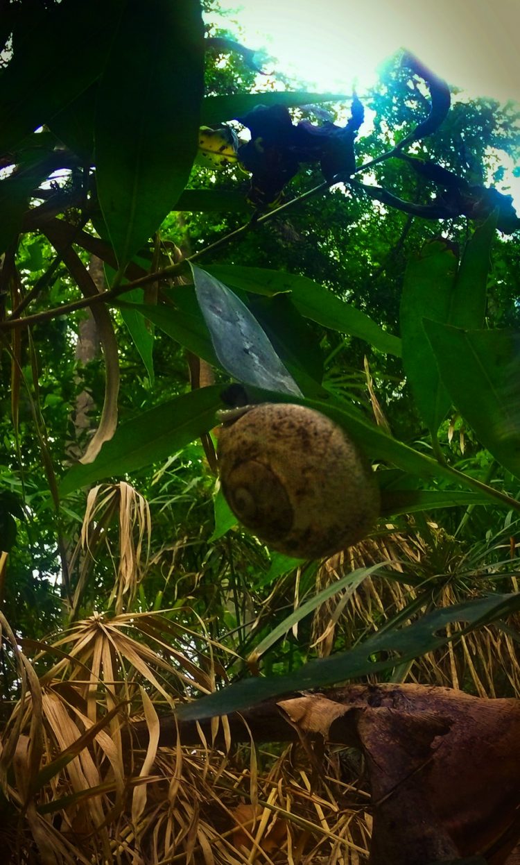 Snail on Tropical Plants and Monsoon rain at White River Ocho Rios