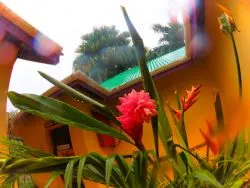 Flowering Ginger and Monsoon rain at Chukka Tour House Ocho Rios Jamaica 1