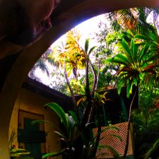 Tropical-plants-at-Chukka-Tour-House-Ocho-Rios-Jamaica-1-225x225.jpg