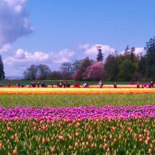 Tulip Fields La Connor Skagit Valley 1