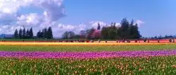 Tulip Fields La Connor Skagit Valley 1