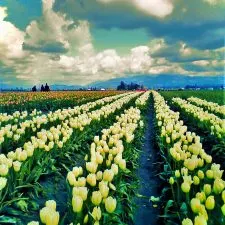 Tulip Fields La Conner Skagit Valley 2