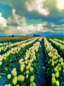 Tulip Fields La Connor Skagit Valley 2