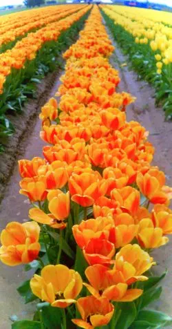 Tulip Fields La Connor Skagit Valley 3