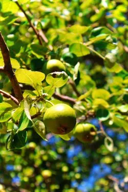 Apple Tree at Inn at Ship Bay Orcas Island 1