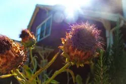 Cardoon flowers Inn at Ship Bay Orcas Island 1