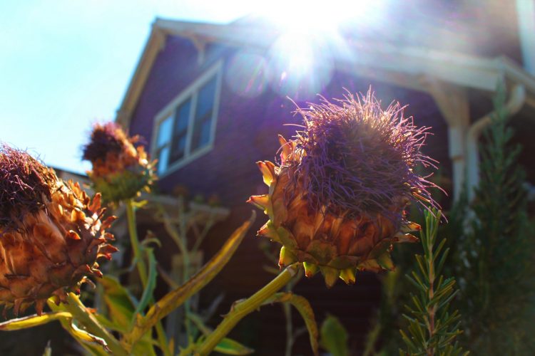 Destination Dining with the Pretty Fork an Orcas Island food escape